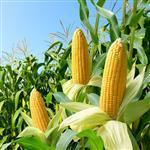 Corn Refined Oil