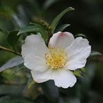 Camellia Refined Oil