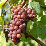 Grapeseed Refined Oil