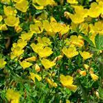 Evening Primrose Refined Oil