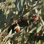 Jojoba Virgin Australian Oil - Vegetable, Carrier, Emollients & other Oils