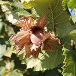 Hazelnut Refined Oil