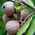 Macadamia Refined Oil