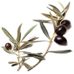 Olive Extra Virgin - Vegetable, Carrier, Emollients & other Oils