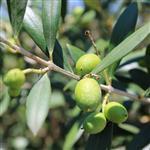 Olive Refined Oil