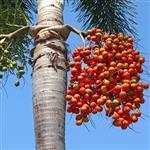 Palm Refined Oil