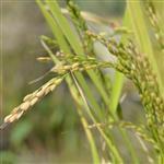 Rice Bran Refined Oil
