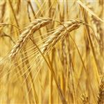 Wheatgerm Refined Oil