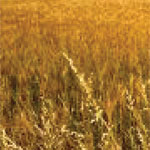 Wheatgerm Refined Oil