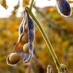Soya Bean Refined Oil - Vegetable, Carrier, Emollients & other Oils