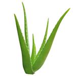Aloe Vera - Liquid Extracts [Oil Based]