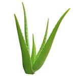 Aloe Vera Juice - Liquid Extracts [Water Based]