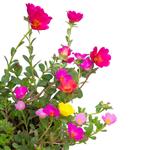 Portulaca - Liquid Extracts [Glycerine Based]