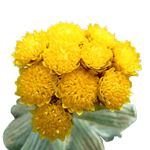 Helichrysum - 3% Certified Organic Oil in Certified Organic Jojoba