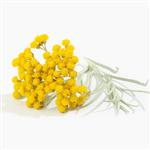 Helichrysum - 3% Certified Organic Oil in Certified Organic Jojoba