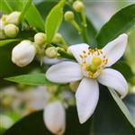 Neroli - 3% Certified Organic Oil in Certified Organic Jojoba - ACO 10282P