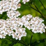 Yarrow - 3% Certified Organic Oil in Certified Organic Jojoba - ACO 10282P