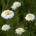 Chamomile Roman - Certified Organic Essential Oils - ACO 10282P