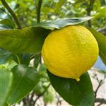 Bergamot - Certified Organic Essential Oils - ACO 10282P