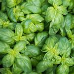 Basil - Certified Organic Essential Oils - ACO 10282P