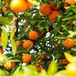 Clementine Essential Oil Certified Organic