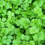 Coriander - Certified Organic Essential Oils - ACO 10282P