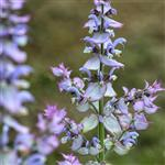 Clary Sage - Certified Organic Essential Oils - ACO 10282P