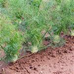 Fennel Sweet Certified Organic Essential Oil