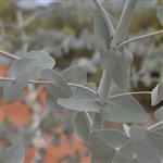 Eucalyptus Blue Mallee Essential Oil Certified Organic