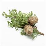 Cypress - Certified Organic Essential Oils - ACO 10282P