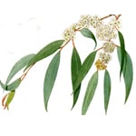 Eucalyptus Radiata - Certified Organic Essential Oils - ACO 10282P