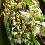 Eucalyptus Citriodora Essential Oil Certified Organic