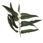 Eucalyptus Citriodora - Certified Organic Essential Oils - ACO 10282P