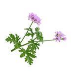 Geranium - Certified Organic Essential Oils - ACO 10282P