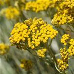 Helichrysum - Certified Organic Essential Oils - ACO 10282P