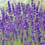 Lavender - Certified Organic Essential Oils - ACO 10282P