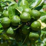 Lime Essential Oil Certified Organic