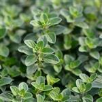 Marjoram - Certified Organic Essential Oils - ACO 10282P