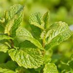 Peppermint (Cornmint) Essential Oil Certified Organic