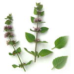 Peppermint (Cornmint) - Certified Organic Essential Oils - ACO 10282P