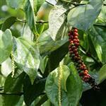 Pepper Black Essential Oil Certified Organic