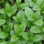Peppermint Premium Essential Oil Certified Organic
