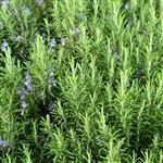 Rosemary - Spanish Type - Essential Oil Certified Organic