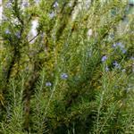 Rosemary Verbenone Essential Oil Certified Organic