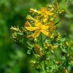 St Johns Wort Certified Organic Essential Oil