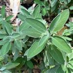 Sage Essential Oil Certified Organic