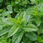 Spearmint Essential Oil Certified Organic
