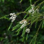 Tea Tree Australian - Certified Organic Essential Oils - ACO 10282P