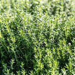 Thyme Essential Oil Certified Organic
