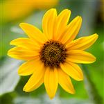 Arnica Infused Oil - COSMOS CERTIFIED 94% Organic